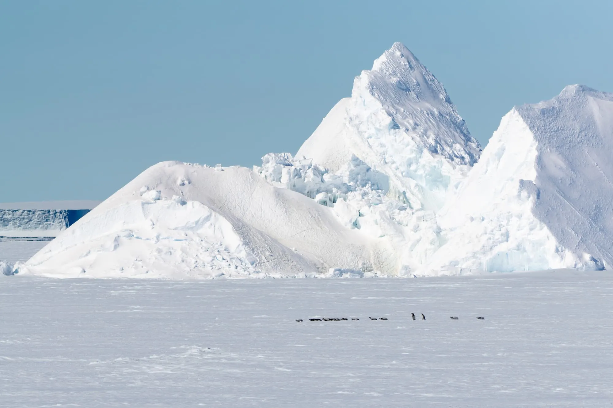 Emperor Penguin Ice Fields landscape