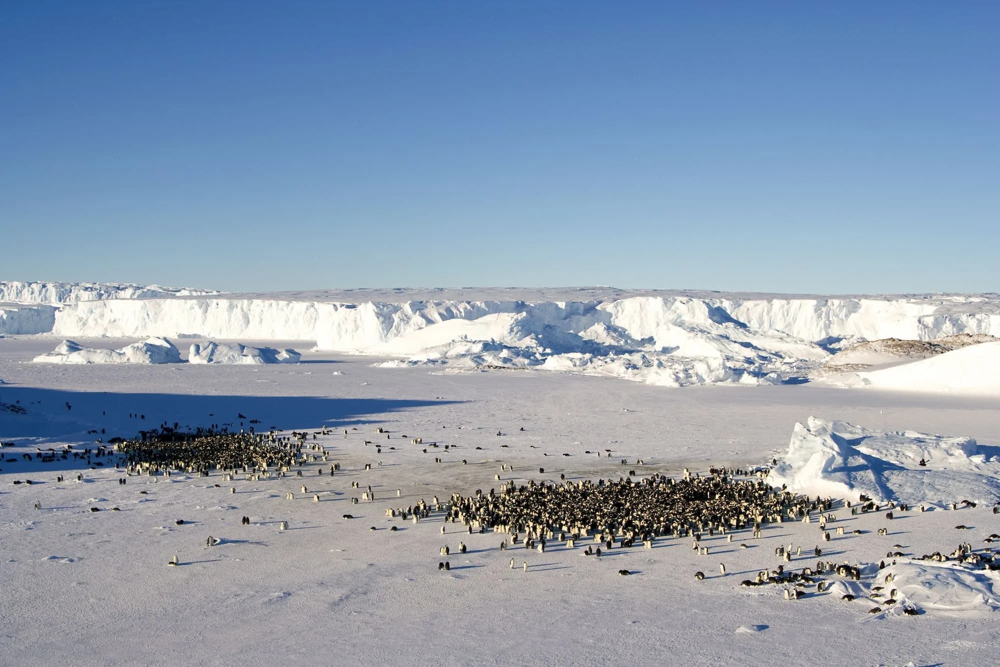 Emperor Penguin Ice Fields region