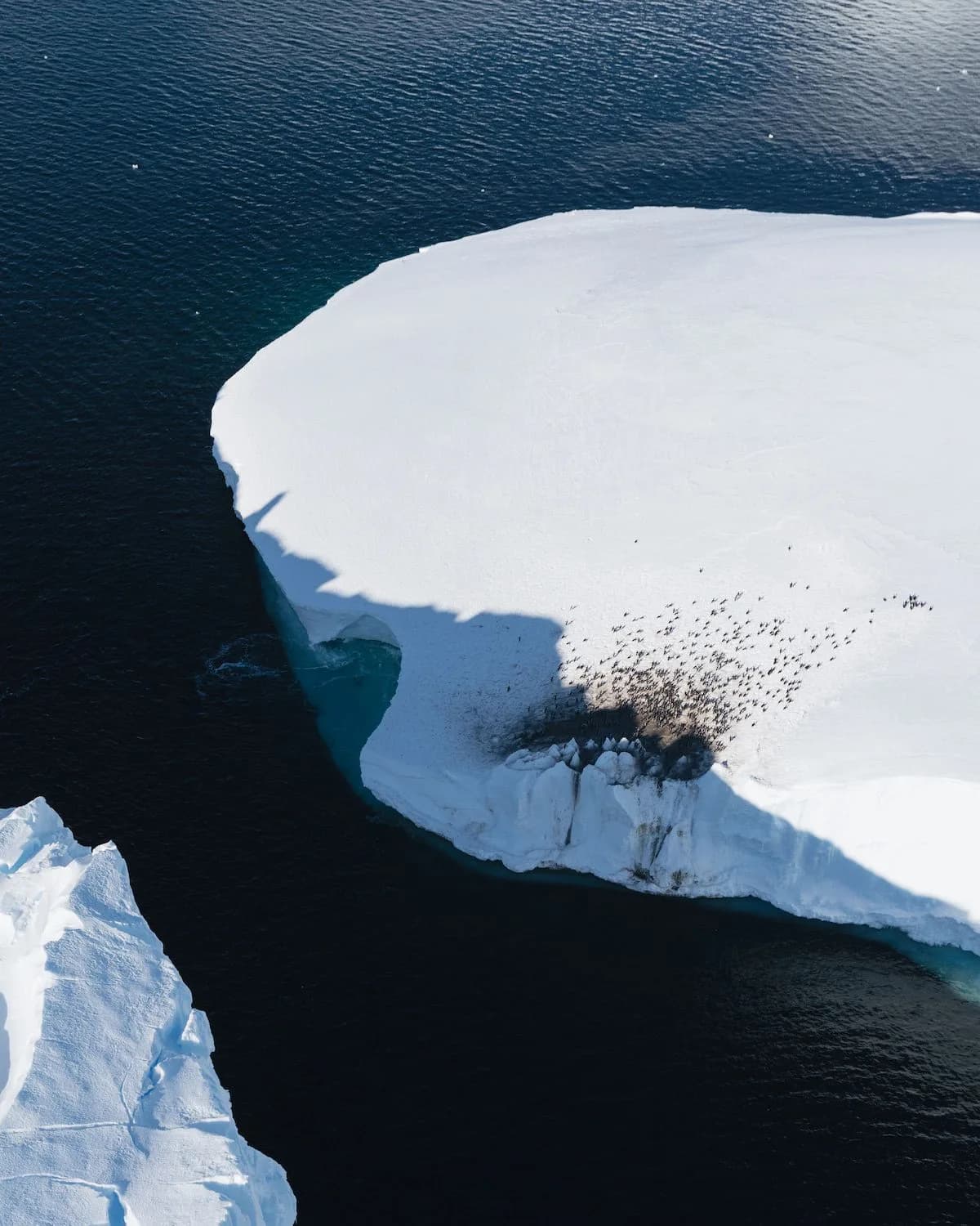 Emperor Penguin Ice Fields detail