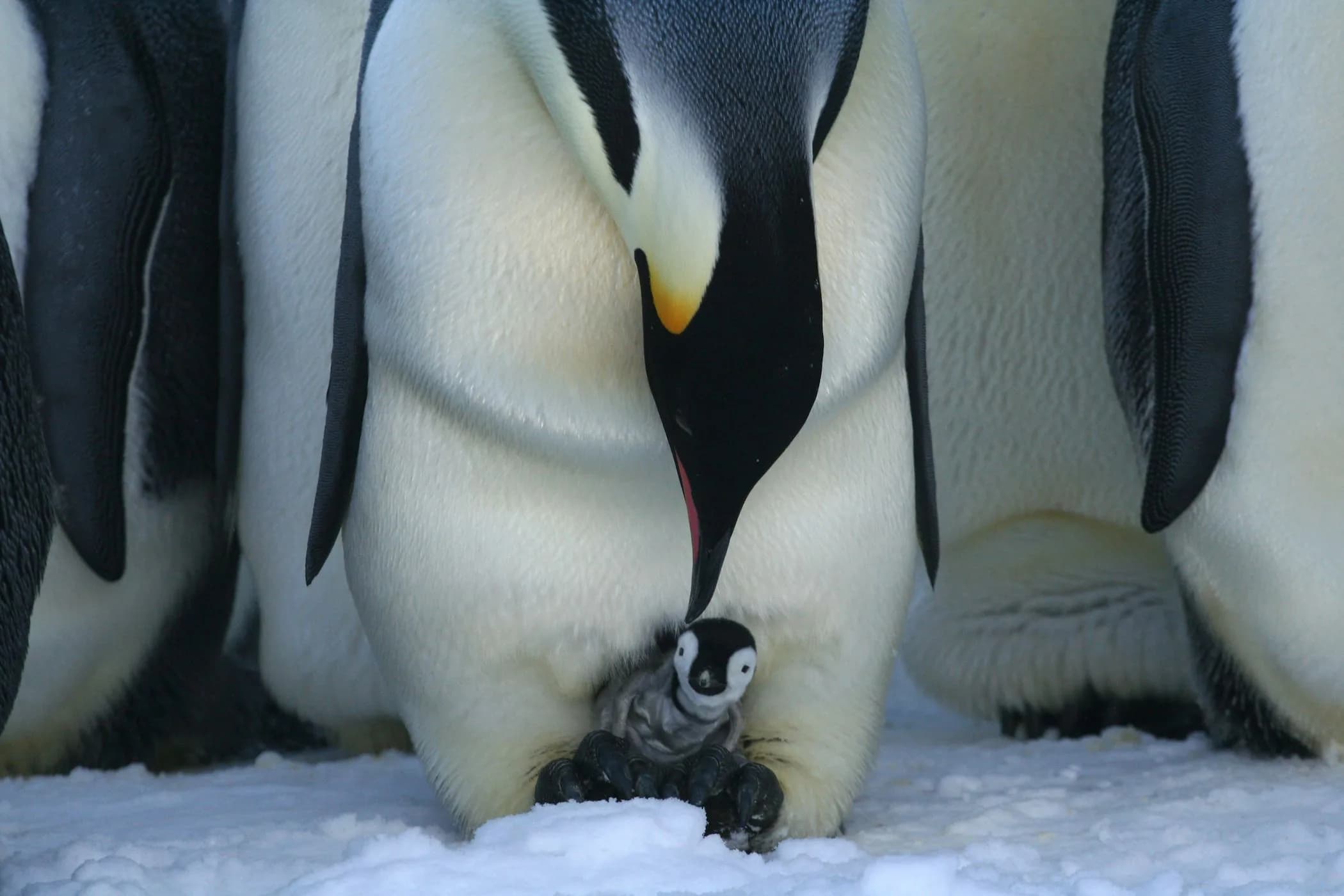 Baby Penguins & Blue Tunnels feature image
