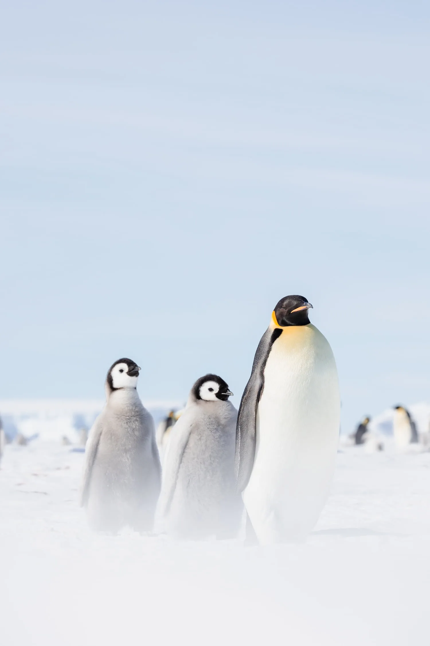 Baby Penguins & Blue Tunnels landscape