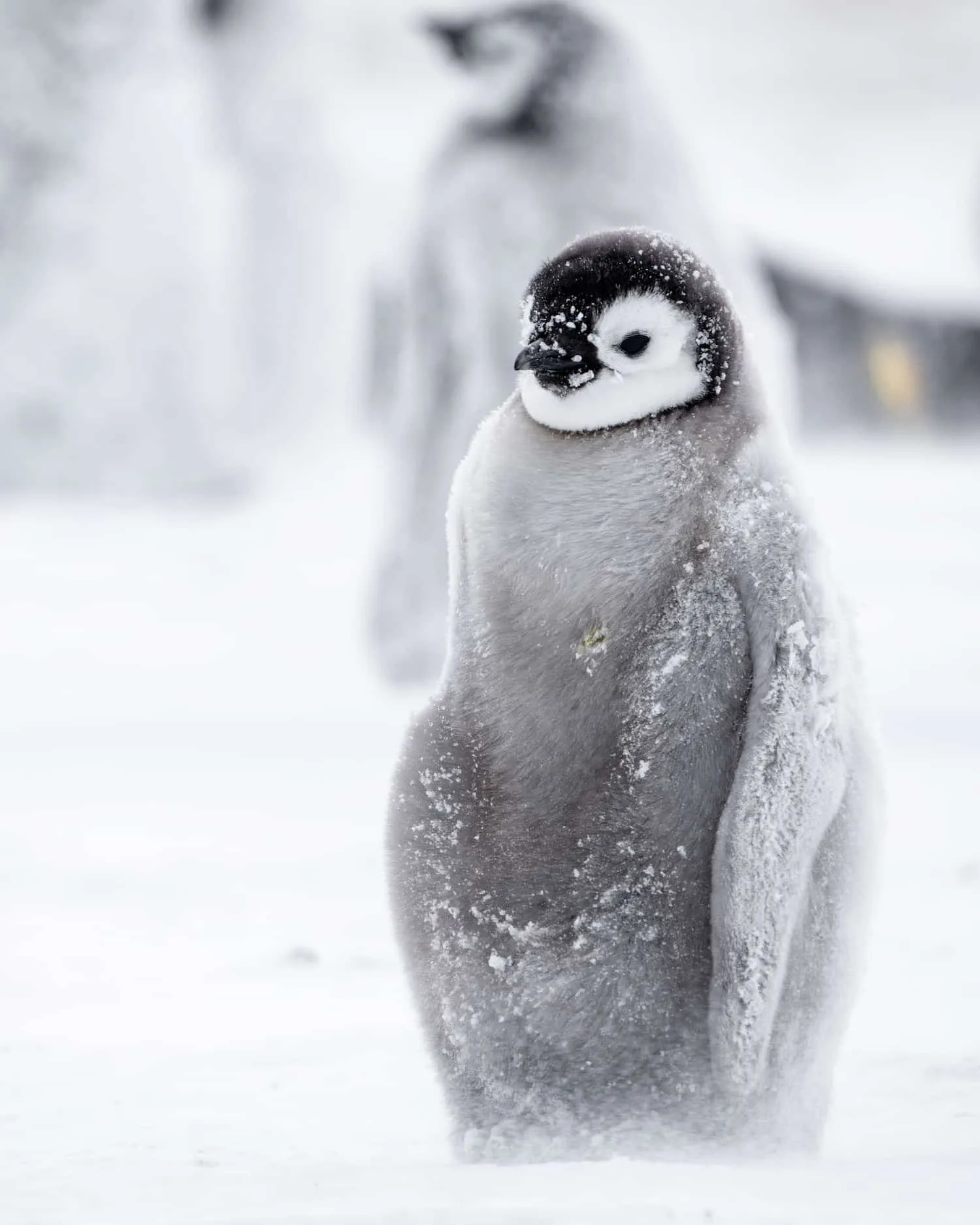 Baby Penguins & Blue Tunnels expedition