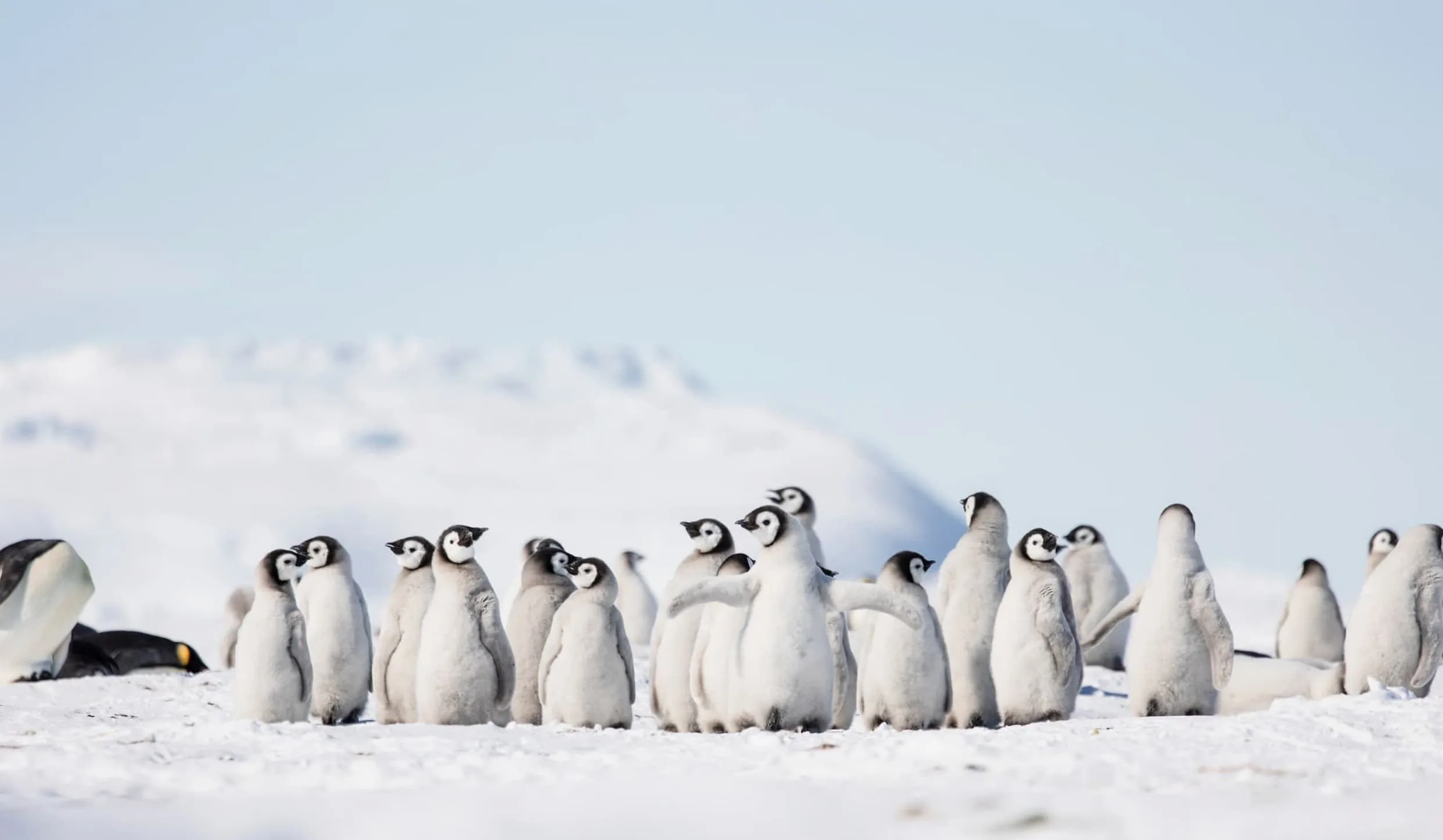 Emperor penguins on Antarctic ice