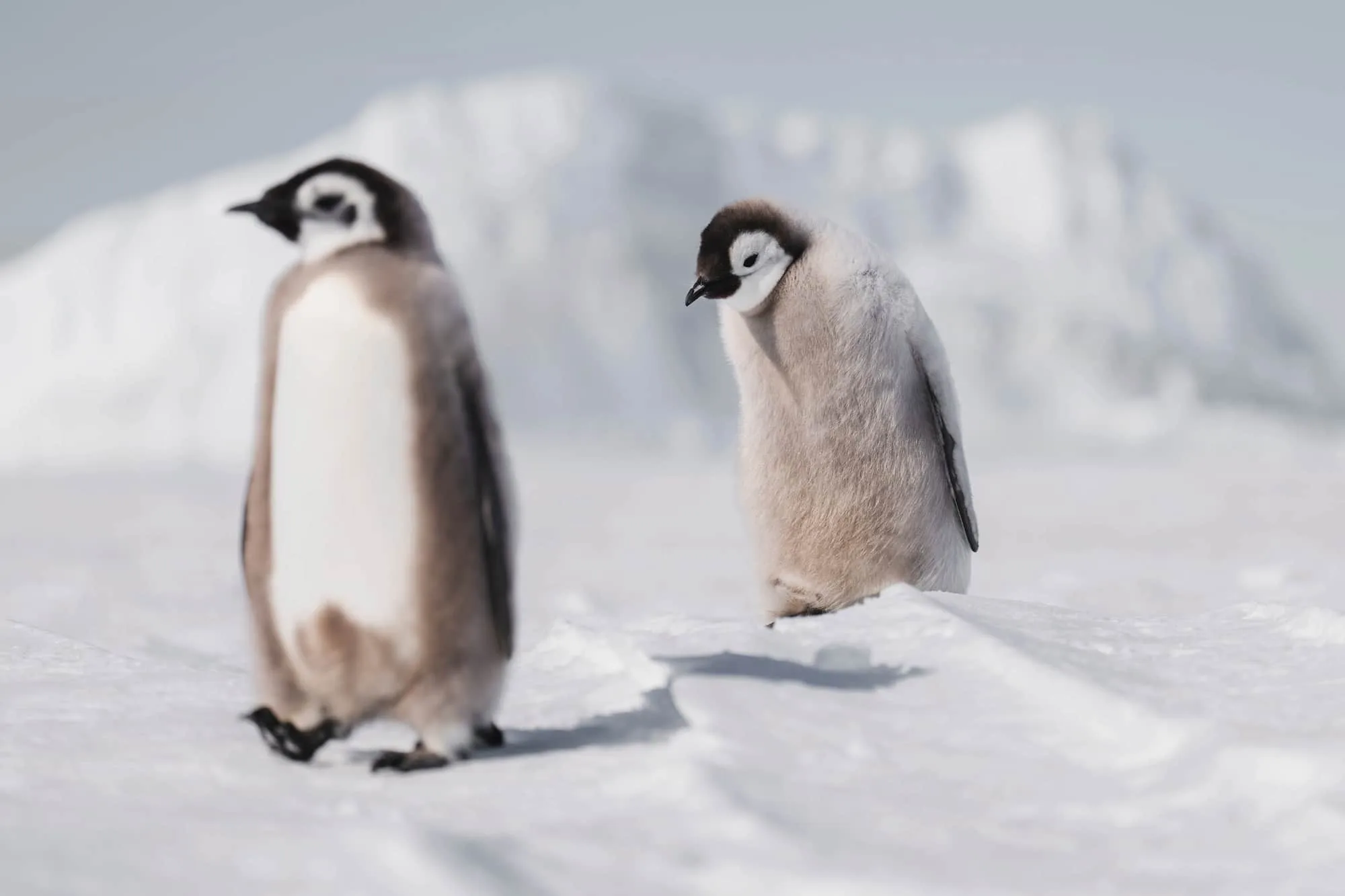 Emperor penguins crossing the ice
